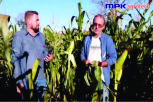 Leia mais sobre o artigo Com monitoramento da MPK Agrotech, Cigarrinha do milho deixa de ser problema para produtor de milho verde de Francisco Alves – Paraná.