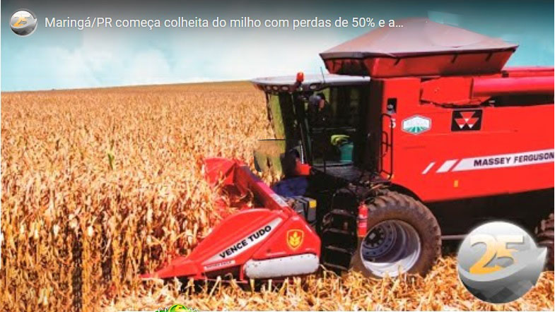 Você está visualizando atualmente Maringá/PR começa colheita do milho com perdas de 50% e agora se preocupa com geadas